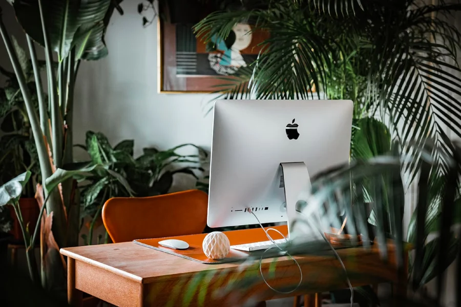 Banner principal do post Conheça os 7 principais tipos de plantas para escritório